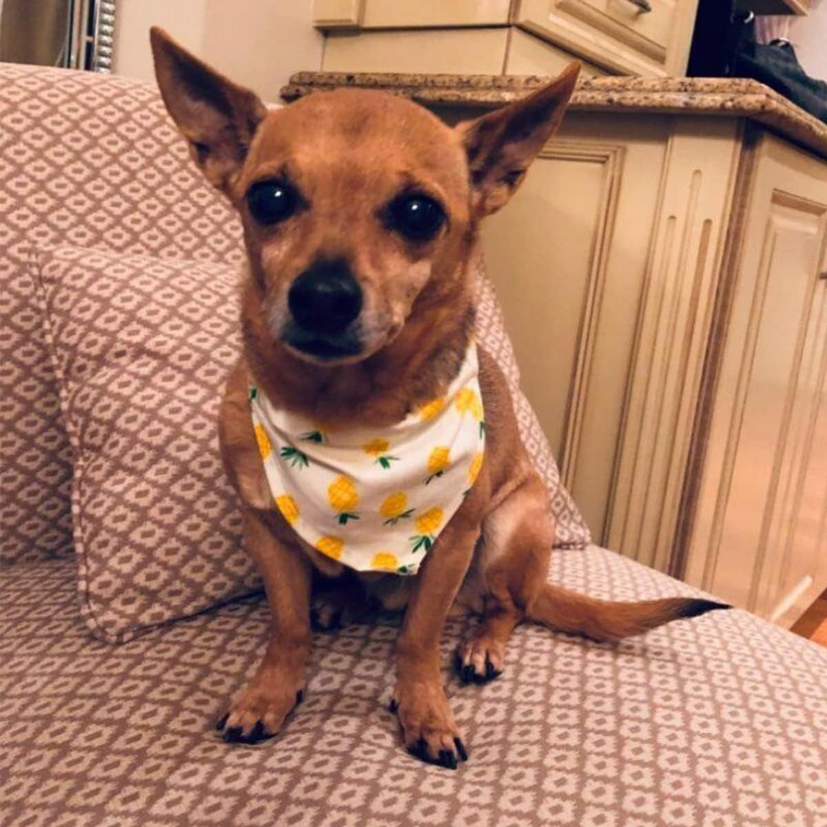Dog Bandanas,8 Pcs Pet Bandanas Bulk Medium Dog Bandanas Fruit Pattern Summer Style Pet Triangle Bibs for Medium and Large Dog and Cat Pet Kerchief Scarf (Adjustable,Random Color)