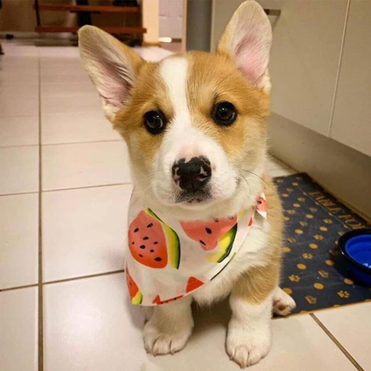 Dog Bandanas,8 Pcs Pet Bandanas Bulk Medium Dog Bandanas Fruit Pattern Summer Style Pet Triangle Bibs for Medium and Large Dog and Cat Pet Kerchief Scarf (Adjustable,Random Color)